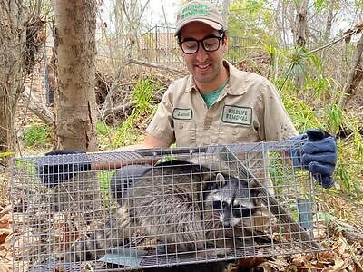 Tulsa raccoon trapping